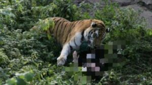 Kepala Pencari Kayu di Siak Robek Diterkam Harimau