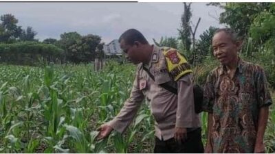 Bhabinkamtibmas Polsek Tambang Dorong Kemandirian Pangan, Pantau Tanaman Jagung Warga di Desa Tarai Bangun!