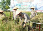 Padi Hijau Pekarangan Polsek Kuala Cenaku Telah Menguning, Kapolres Inhu Lakukan Panen