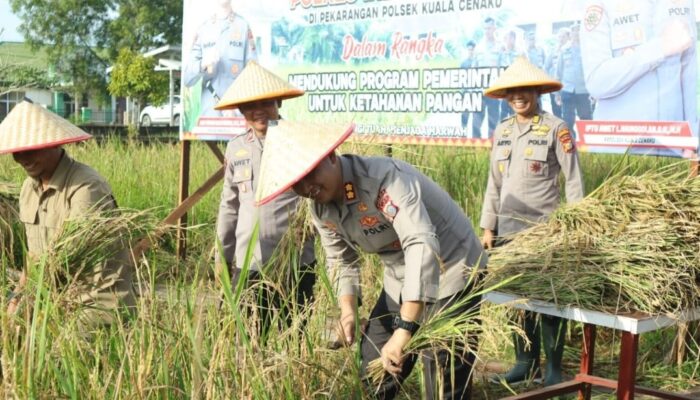 Padi Hijau Pekarangan Polsek Kuala Cenaku Telah Menguning, Kapolres Inhu Lakukan Panen
