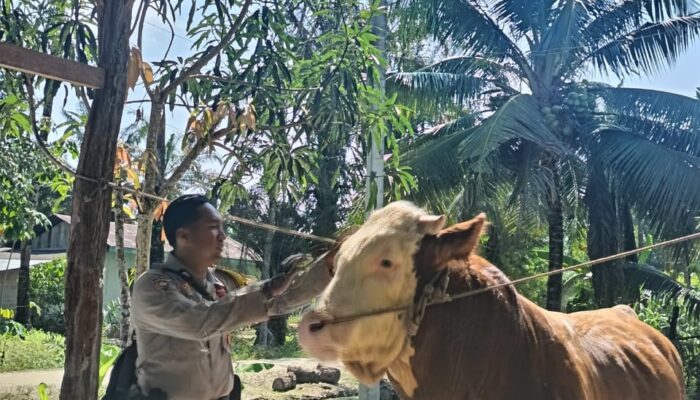 Sapi Milik Bhabinkamtibmas Terpilih Jadi Hewan Kurban Presiden Prabowo di Indragiri Hulu*