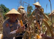 IPDA Boni ferdi sagala, Kapolsek Tanah putih tanjung melawan hadiri panen jagung di Tanah putih tanjung melawan