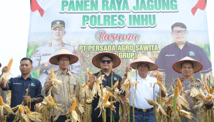 Kompak Pemda Dan Polres Inhu Panen Raya Jagung Di PT PAS, Wakapolres: Pemuda Jangan Malu Jadi Petani