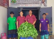 Wujudkan Program Ketahanan Pangan, Lapas Narkotika Rumbai Rutin Panen Kangkung