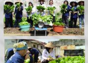 LAPERRU PANEN SAWI BUKTI DUKUNG PROGRAM KETAHANAN PANGAN