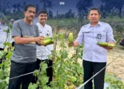 Kakanwil Ditjenpas Riau Panen Timun di Rutan Pekanbaru, Dorong Kemandirian Warga Binaan Melalui Program Ketahanan Pangan