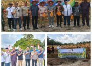 Kapolsek Tapung dan Kades Indrapuri Panen Jagung Pipil Bersama Warga, Wujud Sinergi Ketahanan Pangan di Tapung