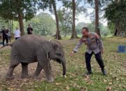 Sembari Patroli, Kapolda Riau Kunjungi Keluarga Gajah di TWA Buluh Cina