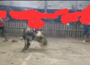 Judi Sabung Ayam di Sagulung Diduga Beroperasi Terang-Terangan, Cerminan Lemahnya Penegakan Hukum