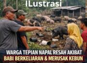 Warga Dusun Tepian Napal Merasakan Resah Dan DirugikanTerhadap Keberadaan Babi Berkeliaran