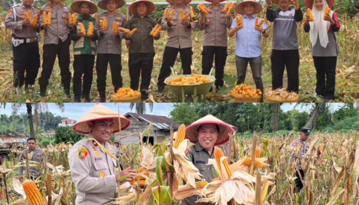 Panen Raya Jagung Polsek Bukit Kapur: Polres Dumai Dukung Ketahanan Pangan Nasional