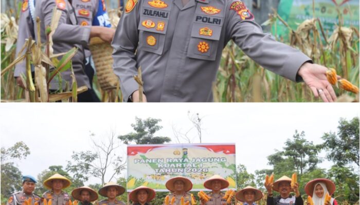 Kapolsek Bukit Kapur Iptu Zulfahli Panen Raya 500 Kg Jagung, Dorong Ketahanan Pangan dan Ekonomi Petani