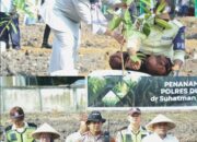Dukung Ketahanan Pangan, Hj. Jufrida Ikut Penanaman Jagung di RSUD dr. Suhatman