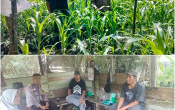 Bhabinkamtibmas Bukit Kapur Dampingi Petani Cek Perkembangan Jagung Pipil, Kapolsek IPTU Zulfahli Tegaskan Dukungan Ketahanan Pangan