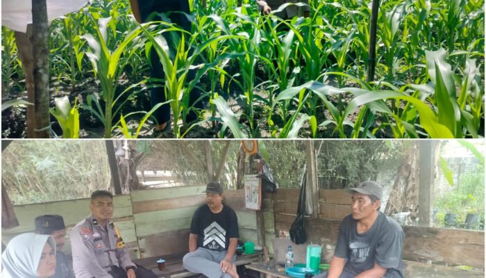 Bhabinkamtibmas Bukit Kapur Dampingi Petani Cek Perkembangan Jagung Pipil, Kapolsek IPTU Zulfahli Tegaskan Dukungan Ketahanan Pangan