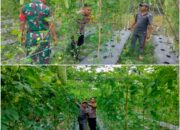 Bhabinkamtibmas Polsek Bukit Kapur Cek Pekarangan Pangan Bergizi, Kapolsek IPTU Zulfahli Tegaskan Komitmen Dukung Ketahanan Pangan