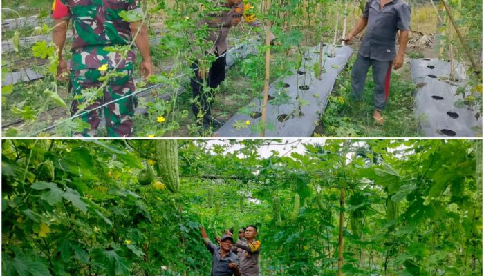 Bhabinkamtibmas Polsek Bukit Kapur Cek Pekarangan Pangan Bergizi, Kapolsek IPTU Zulfahli Tegaskan Komitmen Dukung Ketahanan Pangan
