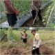 Untuk Mendukung Program Ketahanan Pangan Polsek Sungai Sembilan Siapkan Lahan Seluas Setengah Hektar Untuk Ditanami Jagung Pipil