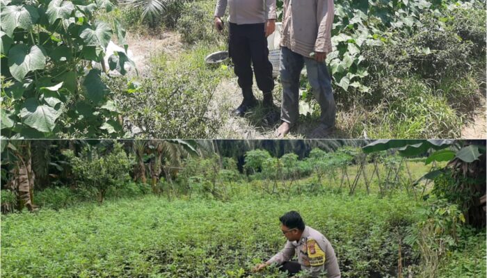 Bhabinkamtibmas Sungai Sembilan, BRIPKA Wendhy K. Watibessy, Aktif Mewujudkan ketahanan pangan