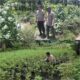 Bhabinkamtibmas Sungai Sembilan, BRIPKA Wendhy K. Watibessy, Aktif Dampingi Pekarangan Pangan Bergizi di Basilam Baru