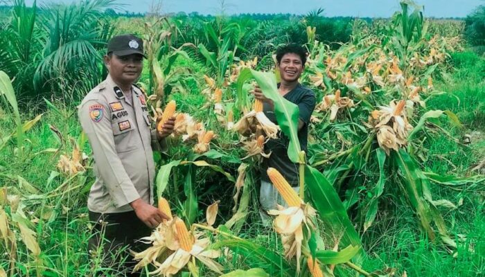 Polsek Tambusai Dampingi Petani PT. PSA, Dukung Swasembada Pangan Asta Cita Presiden Prabowo