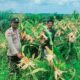 Polsek Tambusai Dampingi Petani PT. PSA, Dukung Swasembada Pangan Asta Cita Presiden Prabowo