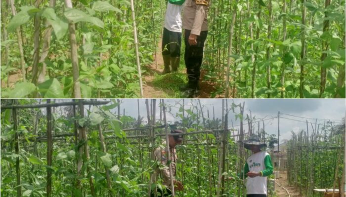 Bhabinkamtibmas Bukit Nenas Turun Langsung Dampingi Petani, Perkuat Ketahanan Pangan Nasional
