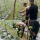 Bhabinkamtibmas Bukit Kapur Pastikan Program Ketahanan Pangan Berjalan Optimal