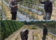 Giat Bhabinkamtibmas Polsek Sungai Sembilan Dalam Mendukung Program Ketahanan Pangan Nasional