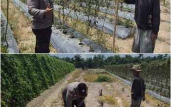 Giat Bhabinkamtibmas Polsek Sungai Sembilan Dalam Mendukung Program Ketahanan Pangan Nasional