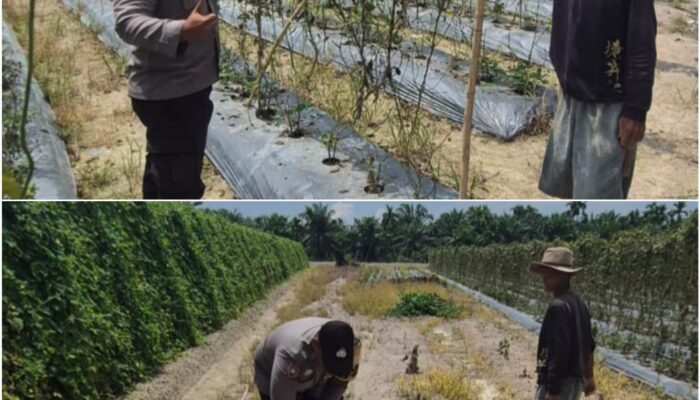 Giat Bhabinkamtibmas Polsek Sungai Sembilan Dalam Mendukung Program Ketahanan Pangan Nasional