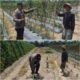 Giat Bhabinkamtibmas Polsek Sungai Sembilan Dalam Mendukung Program Ketahanan Pangan Nasional