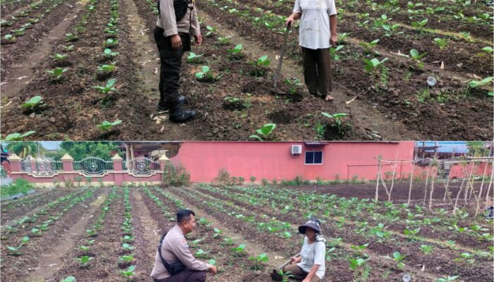 Bhabinkatimbmas Dumai Barat IPDA Hendra Saputra Mendapingi Ketahan Pangan Nasional