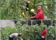 Bhabinkatimas Edy Suryanto Turun Langsung Kawal Ketahanan Pangan, Lahan Melon Warga Ratu Sima Tumbuh Subur