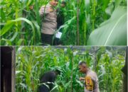 Bhabinkamtibmas Ardian Kurniawan ,S.T.,Gurun Panjang Bergerak Aktif Kawal Ketahanan Pangan, Pastikan Jagung Petani Tumbuh Optimal