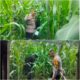 Bhabinkamtibmas Ardian Kurniawan ,S.T.,Gurun Panjang Bergerak Aktif Kawal Ketahanan Pangan, Pastikan Jagung Petani Tumbuh Optimal