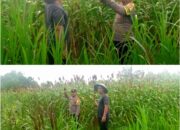 AIPDA SG. MANALU TURUN LANGSUNG KAWAL KETAHANAN PANGAN, PASTIKAN TANAMAN SORGUM WARGA TUMBUH MAKSIMAL