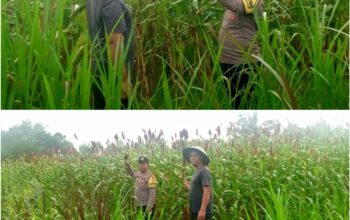 AIPDA SG. MANALU TURUN LANGSUNG KAWAL KETAHANAN PANGAN, PASTIKAN TANAMAN SORGUM WARGA TUMBUH MAKSIMAL