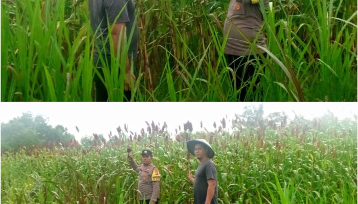 AIPDA SG. MANALU TURUN LANGSUNG KAWAL KETAHANAN PANGAN, PASTIKAN TANAMAN SORGUM WARGA TUMBUH MAKSIMAL