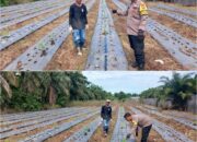 Bhabinkamtibmas Sungai Sembilan AIPDA J.Turun Langsung Kawal Ketahanan Pangan, Lahan 0,5 Hektar Disiapkan untuk Sayur dan Pepaya