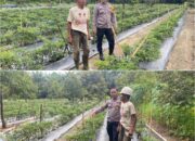 BHABINKAMTIBMAS BUKIT DATUK TURUN LANGSUNG KAWAL KETAHANAN PANGAN NASIONAL