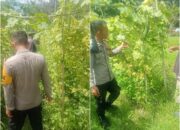 Bhabinkamtibmas AIPDA Butatar Turun Langsung Kawal Ketahanan Pangan, Pekarangan Bergizi Bukit Kapur Tumbuh Subur