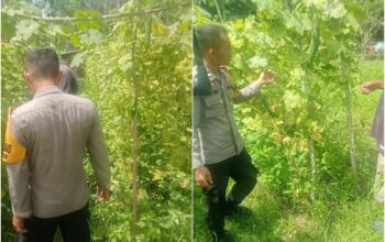 Bhabinkamtibmas AIPDA Butatar Turun Langsung Kawal Ketahanan Pangan, Pekarangan Bergizi Bukit Kapur Tumbuh Subur
