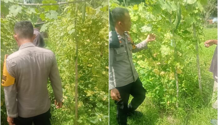 Bhabinkamtibmas AIPDA Butatar Turun Langsung Kawal Ketahanan Pangan, Pekarangan Bergizi Bukit Kapur Tumbuh Subur