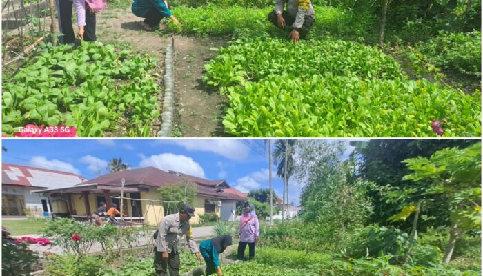 Bhabinkamtibmas Pangkalan Sesai Dumai Kawal Ketahanan Pangan Nasional, Lahan Terong Ungu Dipastikan Produktif