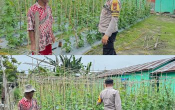 Bhabinkamtibmas Bagan Besar Aktif Kawal Ketahanan Pangan, Lahan Gambas Warga Dipantau Langsung