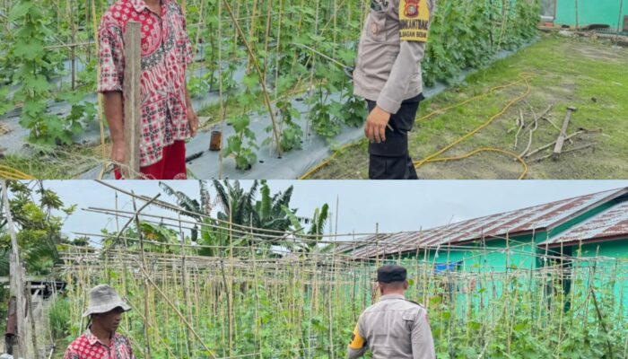 Bhabinkamtibmas Bagan Besar Aktif Kawal Ketahanan Pangan, Lahan Gambas Warga Dipantau Langsung
