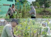 Bhabinkamtibmas (STDI) AIPTU Marzana Kawal Ketahanan Pangan, Lahan Gambas 1.500 M² Dipastikan Produktif