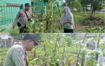 Bhabinkamtibmas (STDI) AIPTU Marzana Kawal Ketahanan Pangan, Lahan Gambas 1.500 M² Dipastikan Produktif