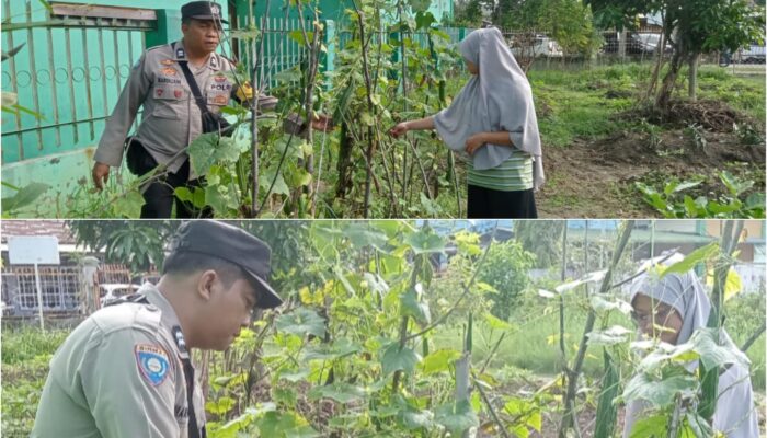 Bhabinkamtibmas (STDI) AIPTU Marzana Kawal Ketahanan Pangan, Lahan Gambas 1.500 M² Dipastikan Produktif